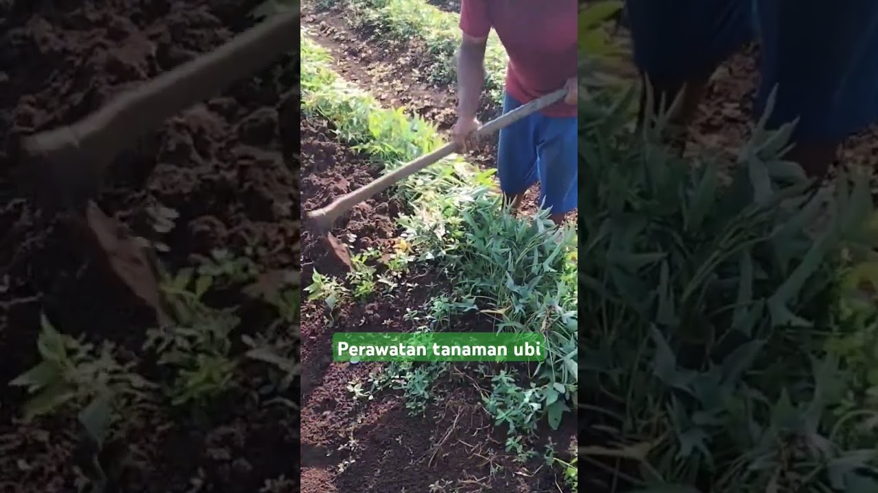 Perawatan tanaman ubi