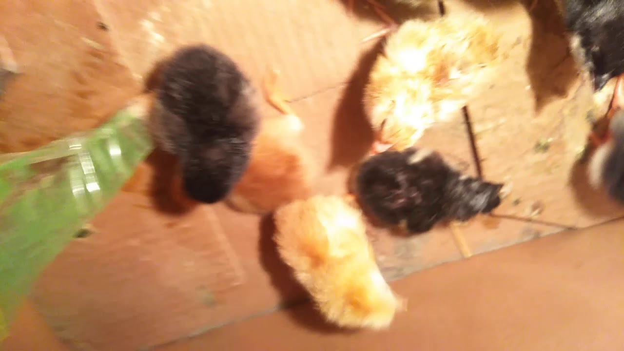 Australorp & rir day old chiks available for sale 03005286640