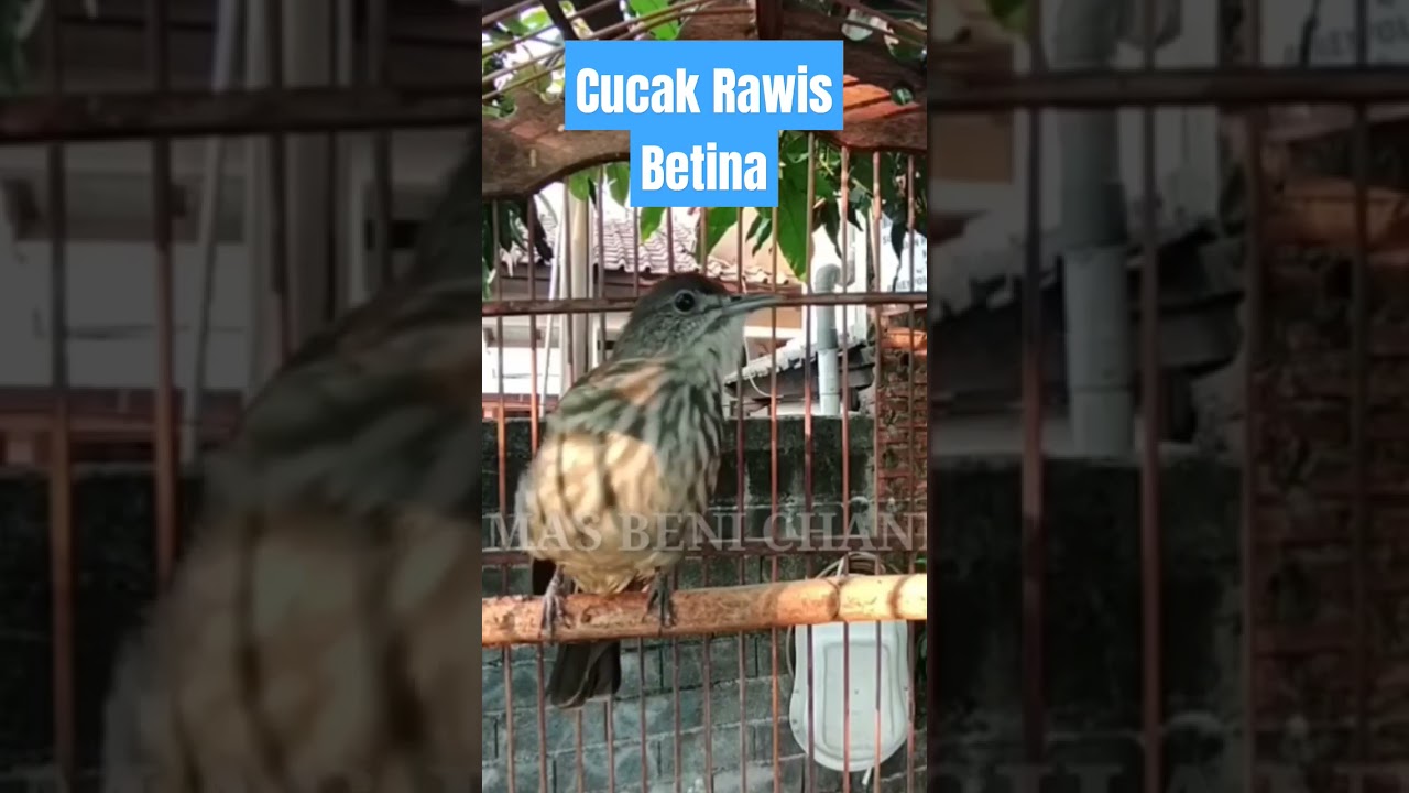 Cucak Rawis Gacor