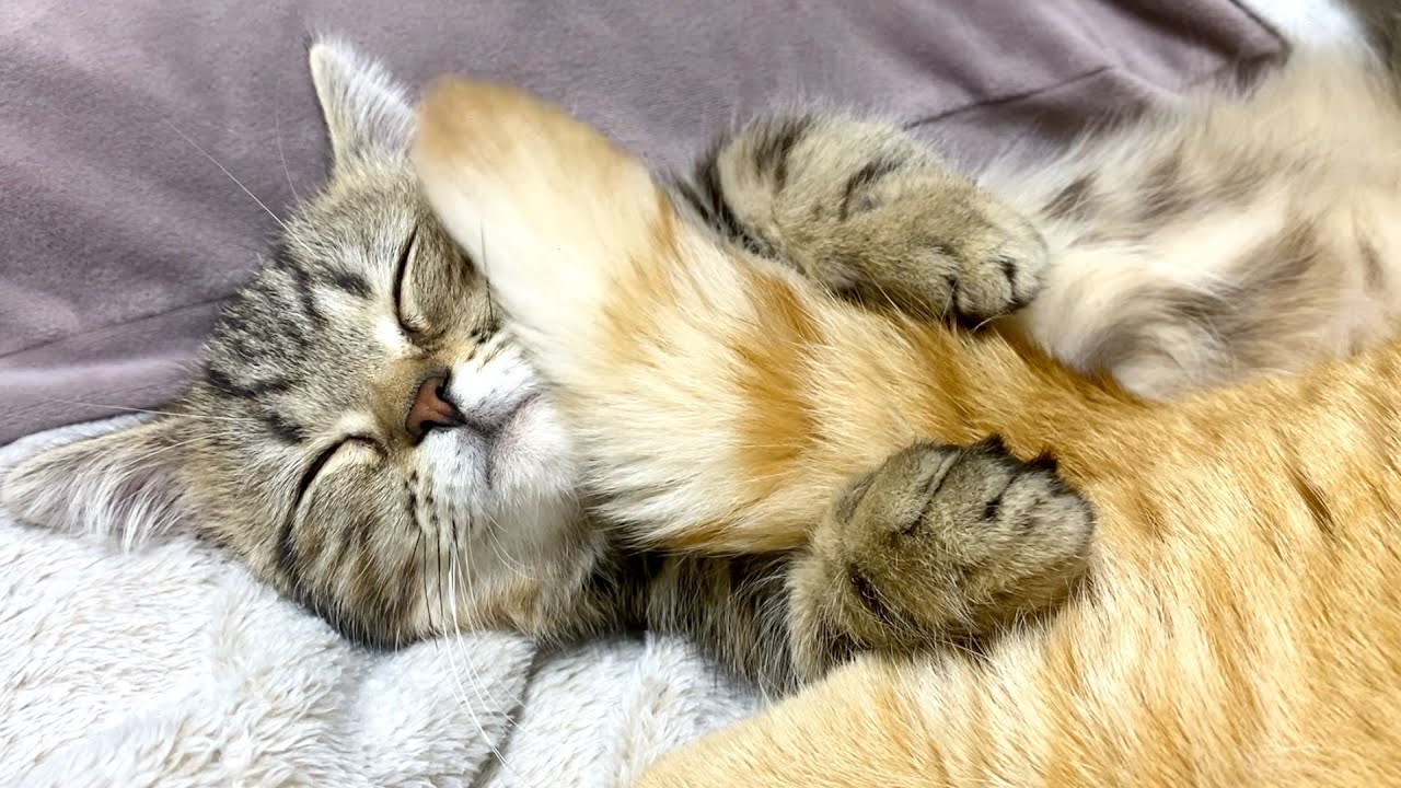 だいしゅきしっぽほーるど