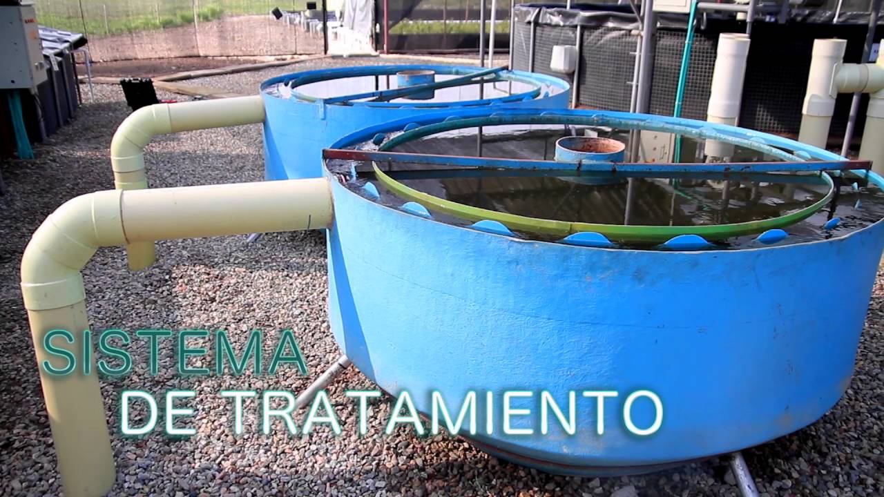 Cool Fish - Proyecto Acuapónico