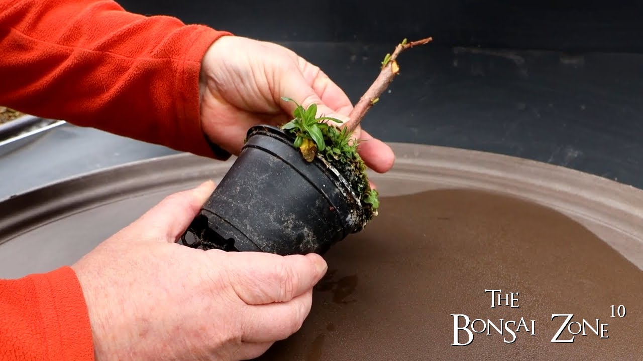 Repotting My Bald Cypress, The Bonsai Zone, March 2023