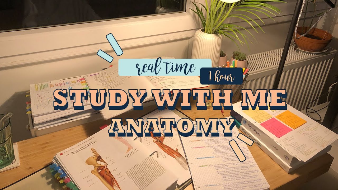 Real time study with me - Anatomy (med student)