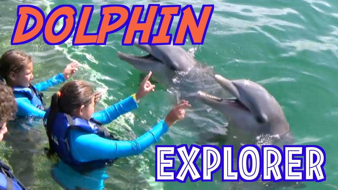 Dolphin Explorer ! Swimming with Dolphins | Marine animals | Mishu y Nat