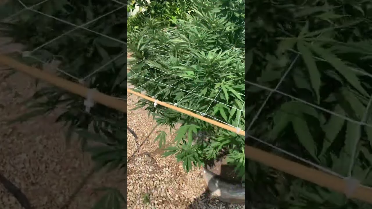Cali outdoor grow #organic #cannabiseducation #gardening#notforsale