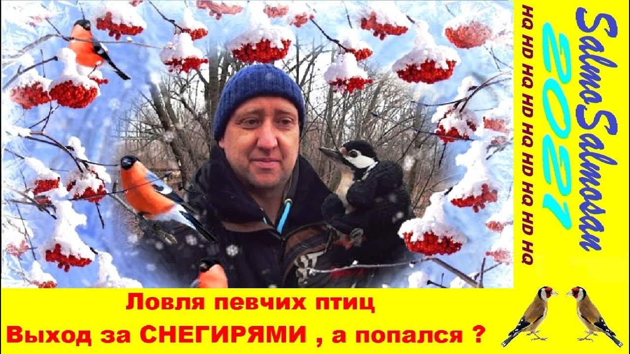Ловля певчих птиц - Выход за СНЕГИРЯМИ , а попался ?