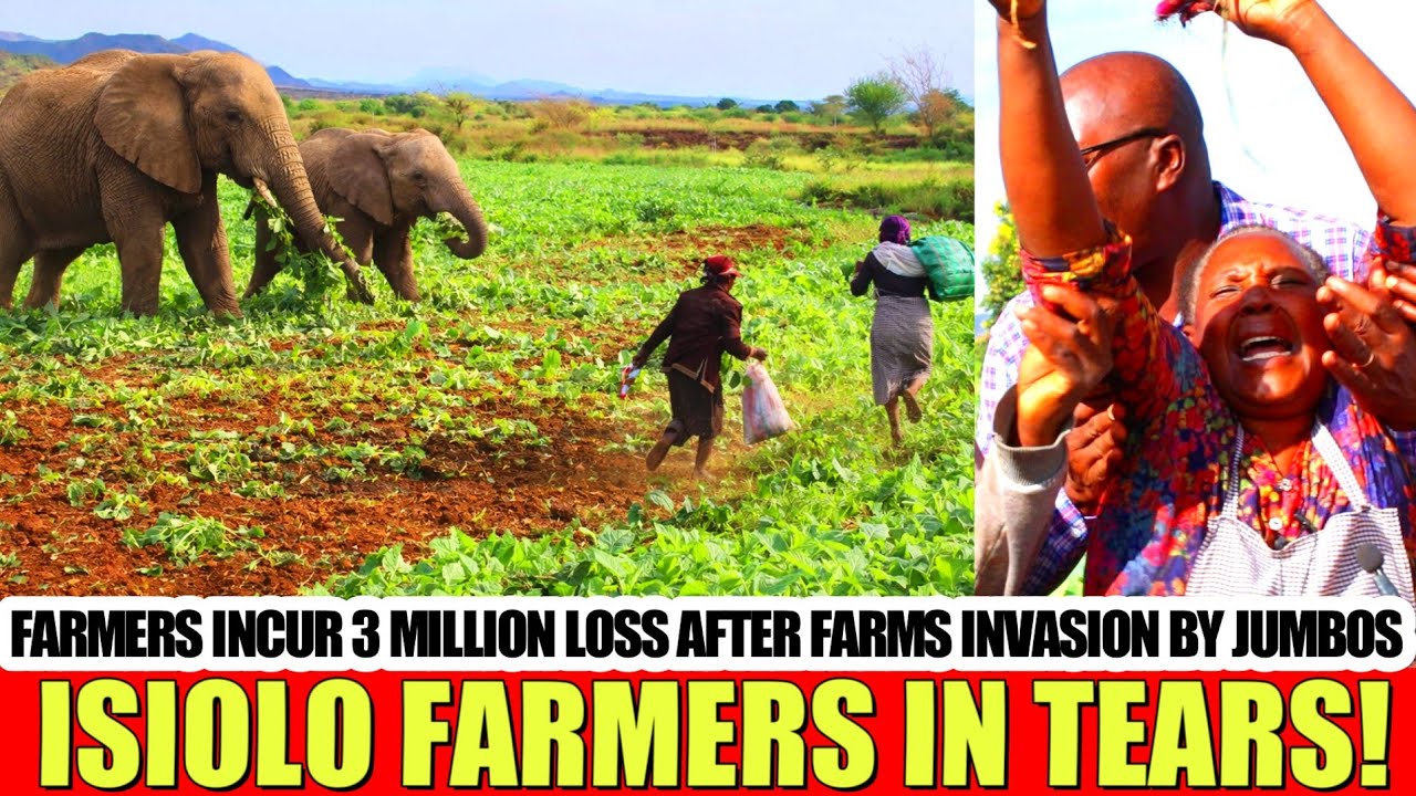 RUTO, NDOVU WAKO WATATUMALIZA! FARMERS IN TEARS AS ELEPHANTS CAUSE MASSIVE DESTRUCTION ON FARMS