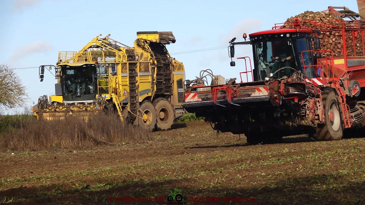 Ropa - Holmer - Vredo - Claas / Rübenernte - Harvesting Beets  2023