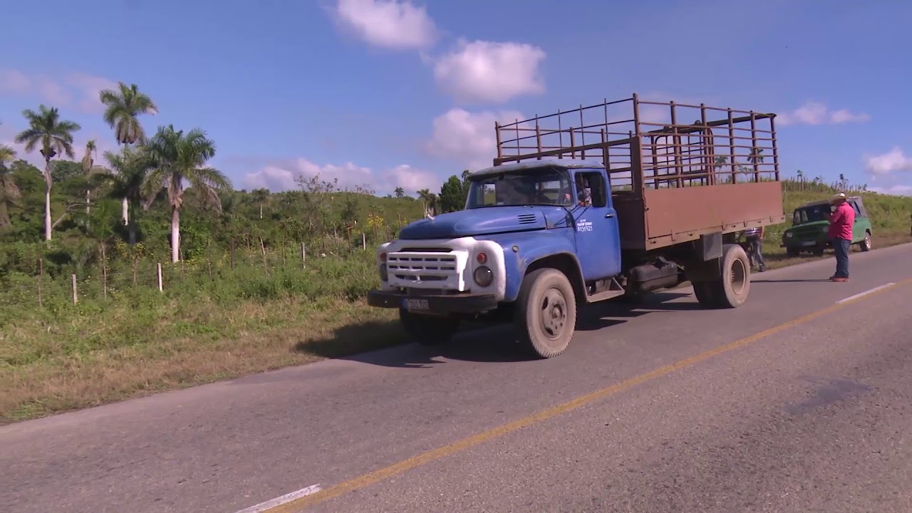 Generan accidentes del tr&aacute;nsito los animales sueltos en la v&iacute;a.