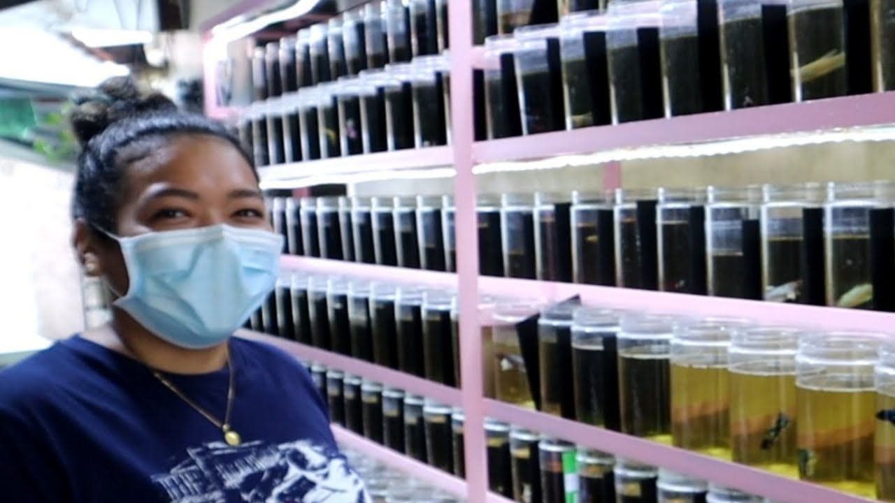 Businesswoman Gumawa ng BAGONG strain ng BETTA😱Alien at ibat ibang BETTA makikilala niyo😱