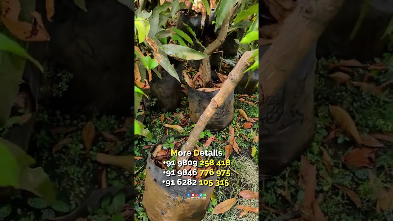 50% താഴെ വിലകുറച്ച് പ്ലാന്റുകൾ വിൽക്കുന്നു New Green Garden Vettichira