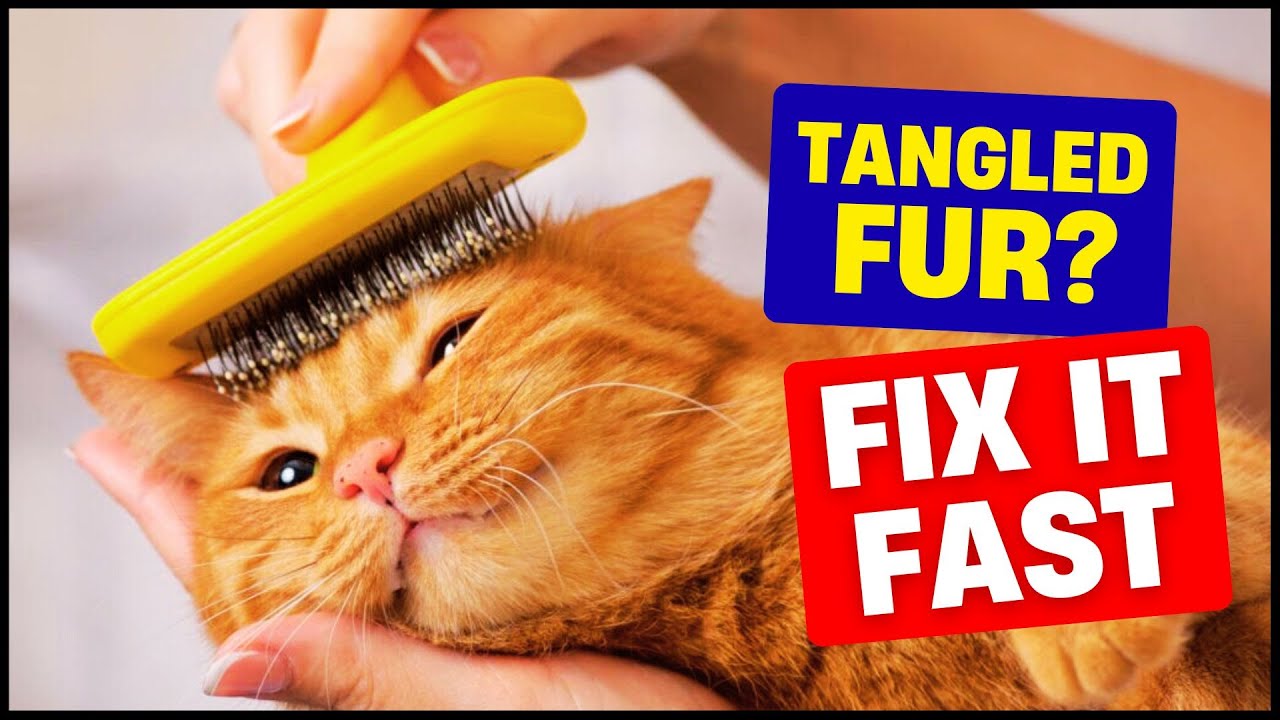 Remove Mats & Tangles from Your Cat&rsquo;s Fur FAST 😺✨ Easy Grooming Tips