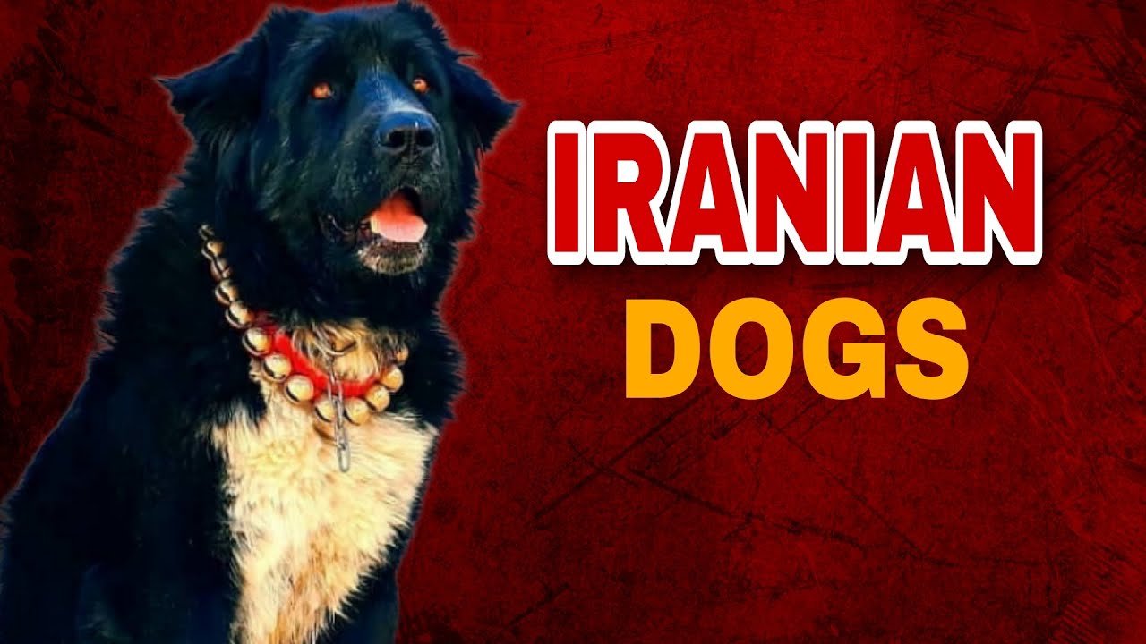 Top 5 Majestic Large Dog Breeds from Iran You Need to Know