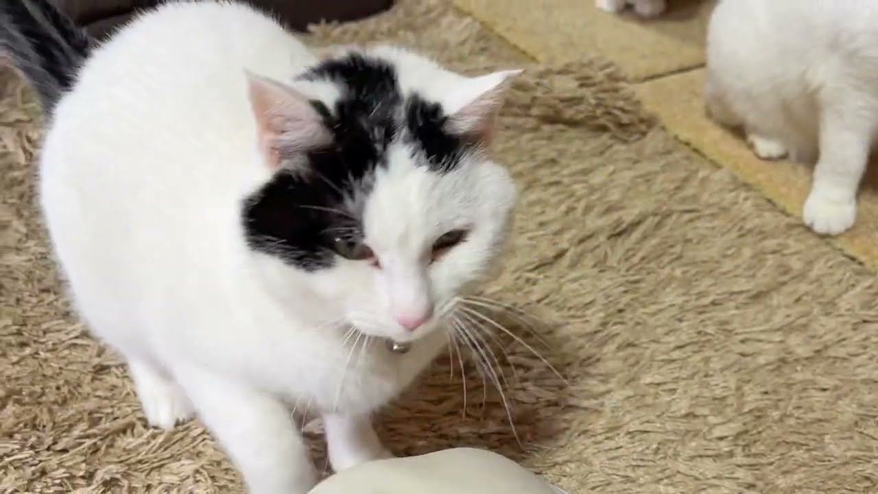 モモちゃんは早く遊びたいおもちゃ遊び【26年1月29日その6】