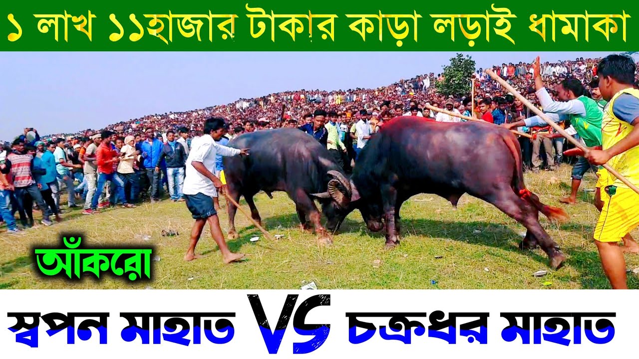 স্বপন মাহাত এখন পুরুলিয়ার সেরা রসিক🔥🔥Swapan mahato kara larai 🔥🔥Kara lorai purulia 2021
