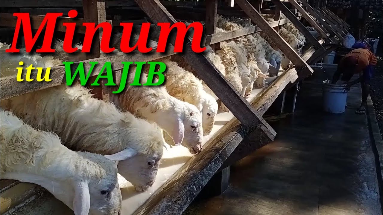 Cara pemberian minum hewan hewan saya. Selain pemberian pakan hewanpun juga wajip di kasih minum