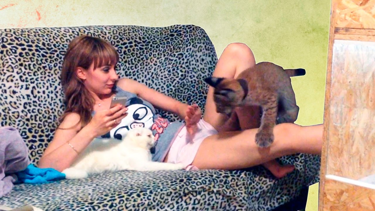 КОТ ПЫТАЕТСЯ ОТДОХНУТЬ, НО РЫСЬ ПРОТИВ / THE CAT IS TRYING TO GET SOME REST, BUT THE LYNX DISAGREES