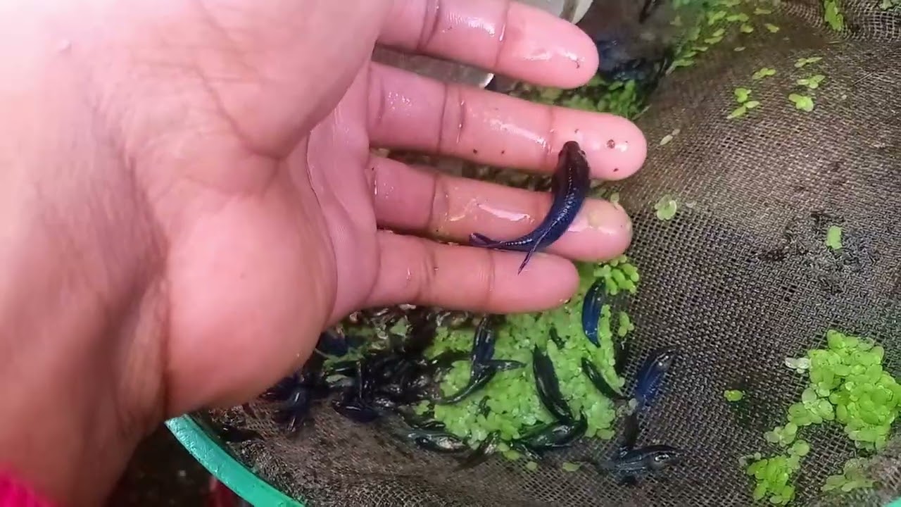 Dándole nuestro primer cambio de agua a esta camada de peces betta @EnrriqueBettastv 😍🐠🦈🐳