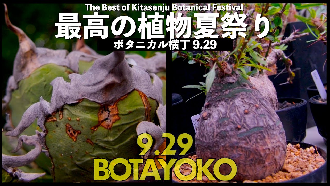 【#ボタ横】北千住草祭りでしんどいくらい我慢を重ねたイベントは最高でした｜ボタニカル横丁9.29 ｜アガベ ｜塊根植物｜グラキリス｜植物イベント