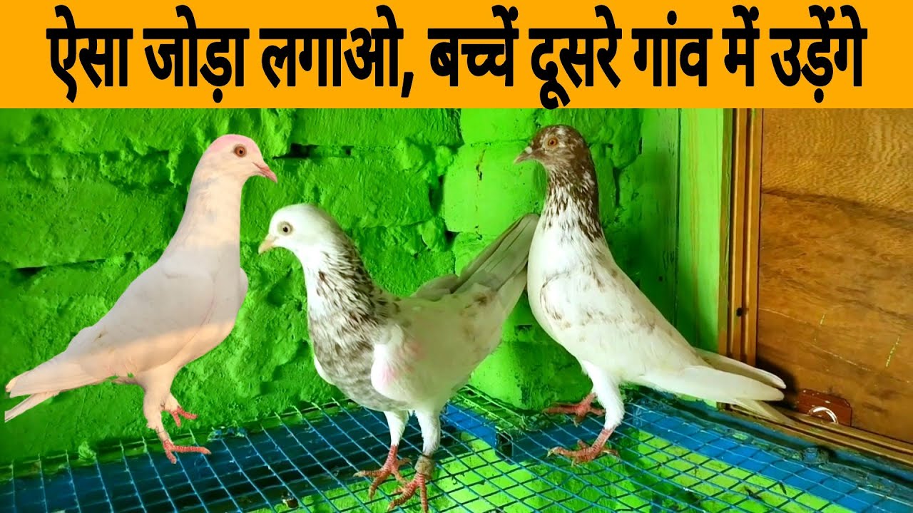 Dusre gav me bacche udane wala joda  kaise lagaye । दूसरे गांव में बच्चे उड़ाने वाला जोड़ा कैसे लगाए