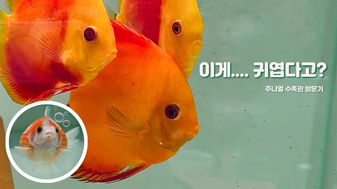 무서움과 귀여움 사이😳🐟🫧 | 수족관 방문기 (중대형어 편)