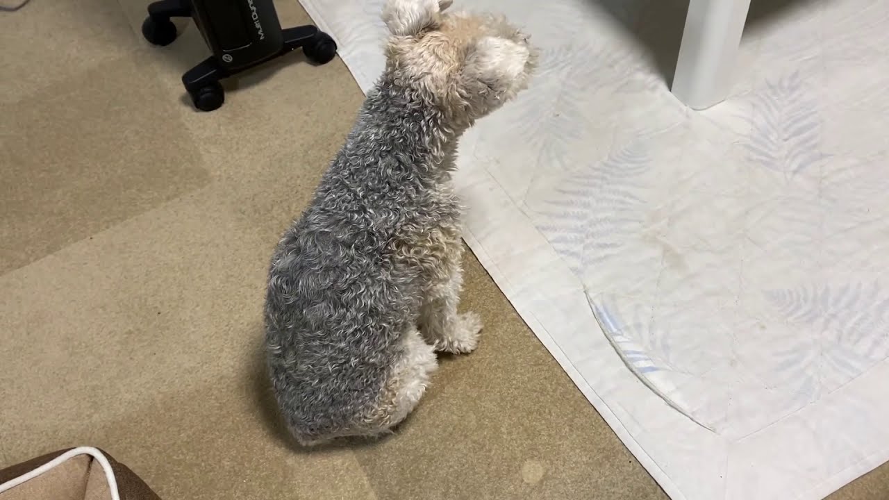 ワイヤーフォックステリアの性格・11歳になっても  #wirefoxterrier #terrier #ワイヤーフォックステリア  #ワイヤーフォックステリアの性格 ＃誕生日のワイヤーフォックステリア