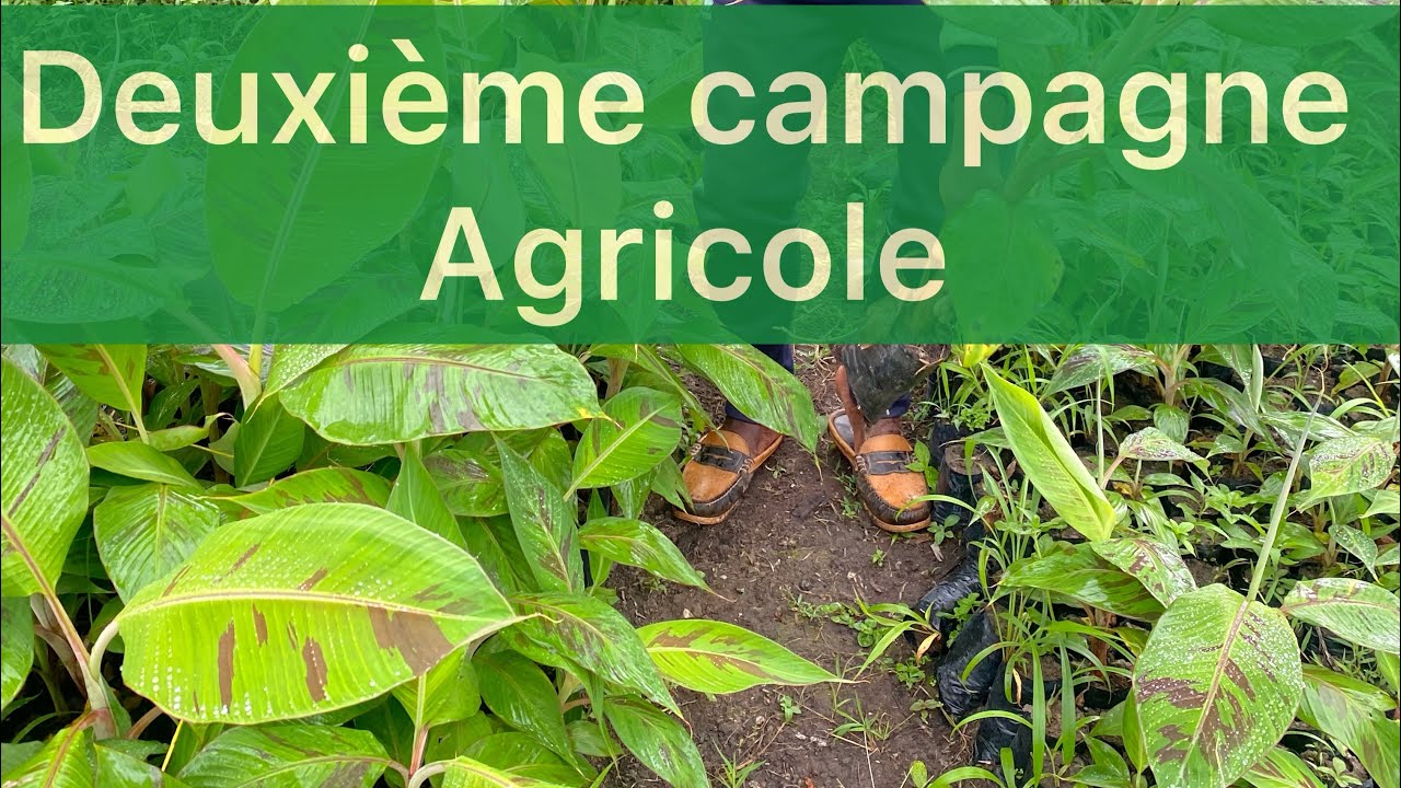 Culture de bananier plantain au Cameroun : il est temps de semer pour la deuxième campagne !