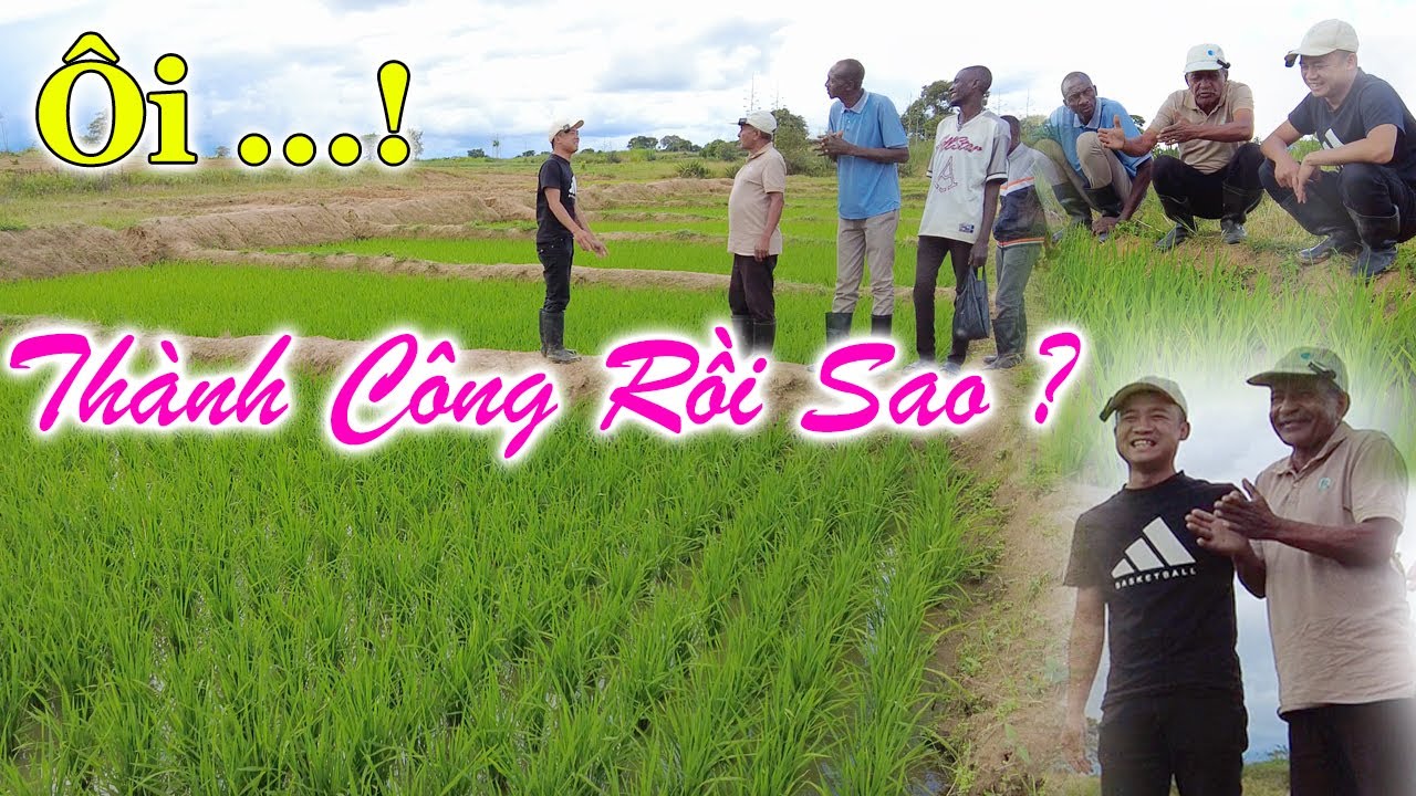 Công Giáp || Ôi Thật Sao ? Đất Của Bác Thành Công Rồi ?Bác Nam Sửng Sốt Khi Thấy Vụ Lúa Xanh Mơn Mởn