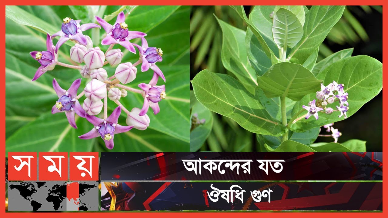 নিউমোনিয়াজনিত বেদনা দূর করবে ঔষধি গাছ আকন্দ | Akondo | Giant calotrope | Somoy TV