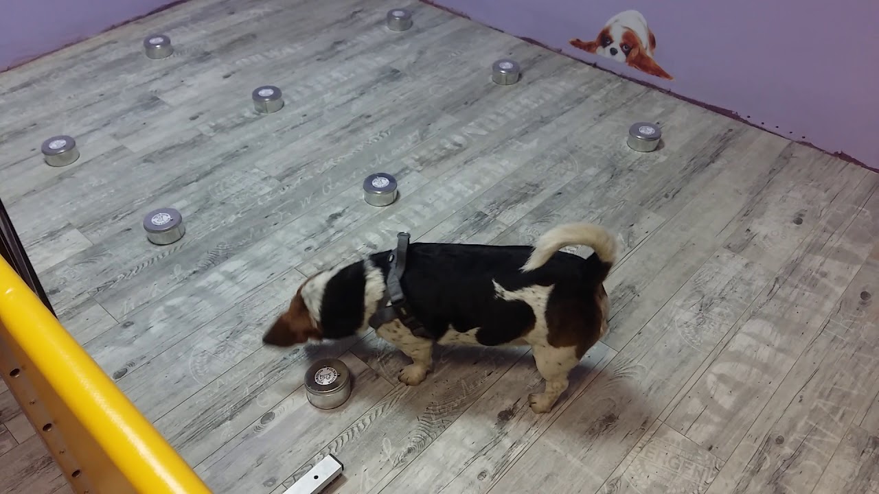 Nosework, test, pomarańcz, Warszawa, 09.03.2019, Renata i Tofik