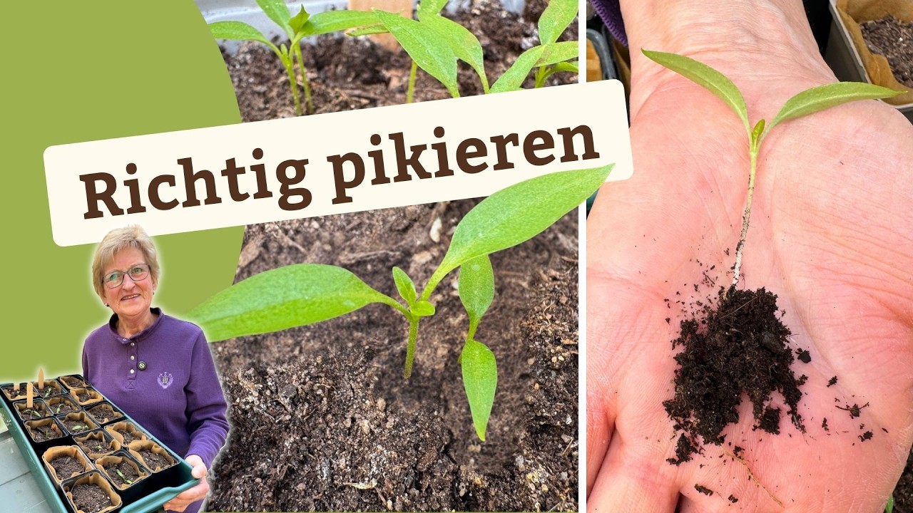 Jungpflanzen richtig pikieren – so wachsen sie besser