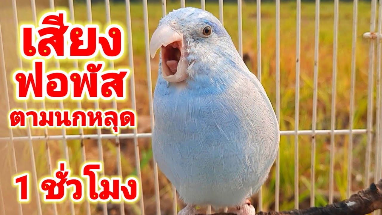 นกแก้วฟอพัส เสียงนกฟอพัสร้องใช้ตามนกหลุดหาย ได้ผล100%