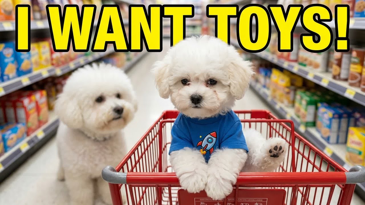 Ep.3 LOST in the Supermarket! 😱🛒 Baby Bichon's Scary Adventure & Safety Lesson