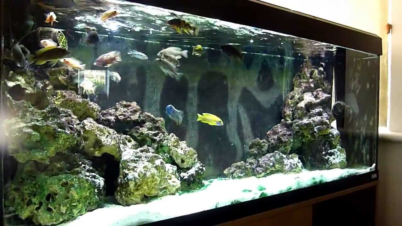 Aulonocara Malawi Fish Tank Aquarium