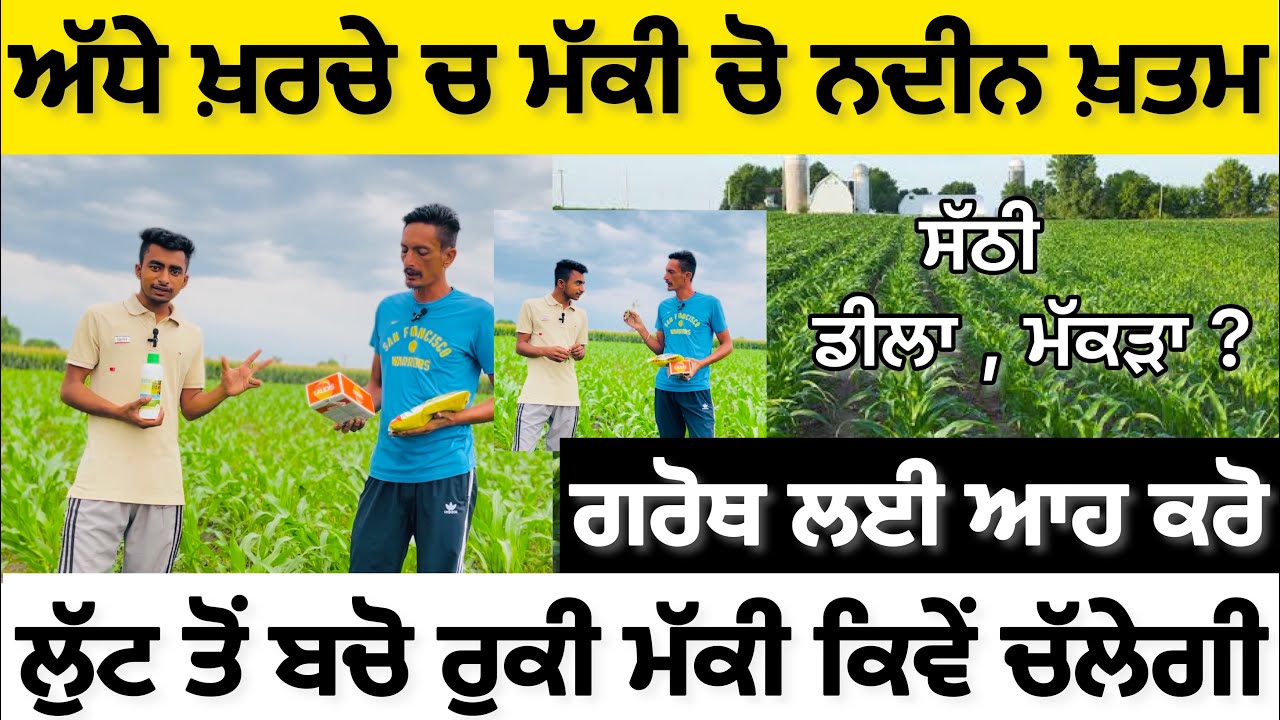 ਮੱਕੀ ਲਈ ਸਪਰੇਹਾਂ ਤੇ ਲੁੱਟ ਤੋ ਬਚੋ Maize farming Corn Silage