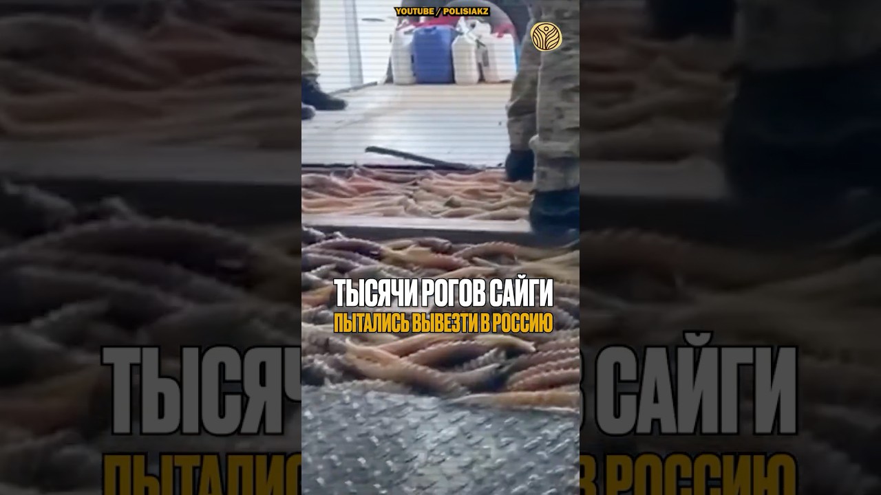 ⬆️жми по ссылке на полное видео | Тысячи рогов сайги пытались вывезти в Россию 