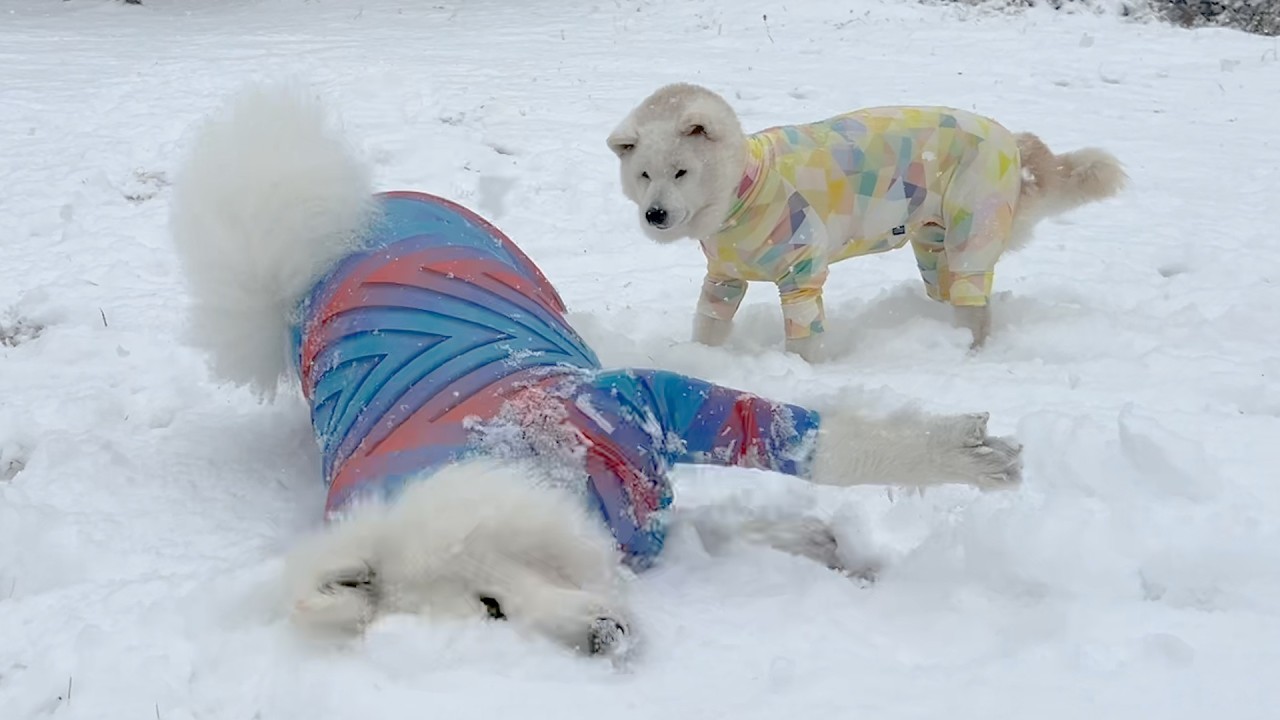 大雪が嬉しすぎてヘッドスライディングを決めるサモエドに雪よりも冷たい視線を送る柴犬