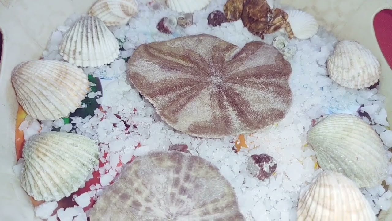 برج القوس ♐ عليك وعلى طاقتك ظاهرلى غير اى وقت عده عليك من لغايه تغير وفرحه #القارئه_ام_احمد