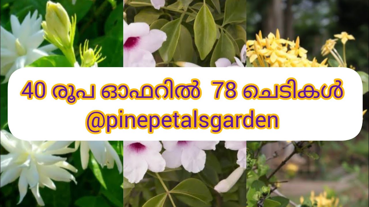 78 വെറൈറ്റി ചെടികൾ വെറും 40 രൂപക്ക് @pinepetalsgarden #plantsale