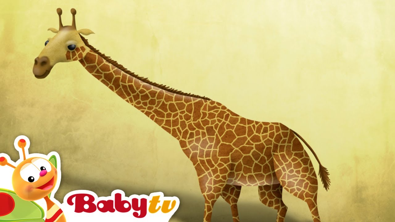 Giraffe | Riddle Games With Animals | BabyTV