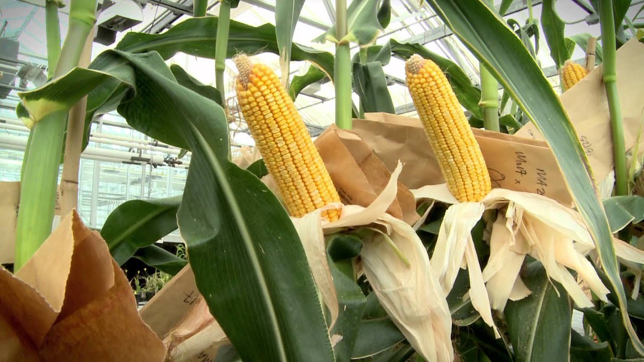 Tiny Plants Could Cut Costs With No Yield Loss