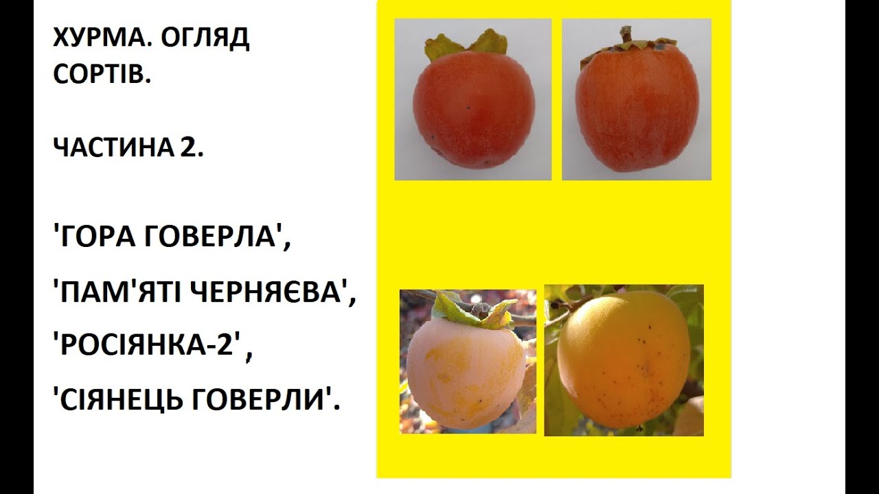 ХУРМА. ОГЛЯД СОРТІВ. ЧАСТИНА 2.'Гора Говерла', 'Пам'яті Черняєва', 'Росіянка-2', 'Сіянець Говерли'.