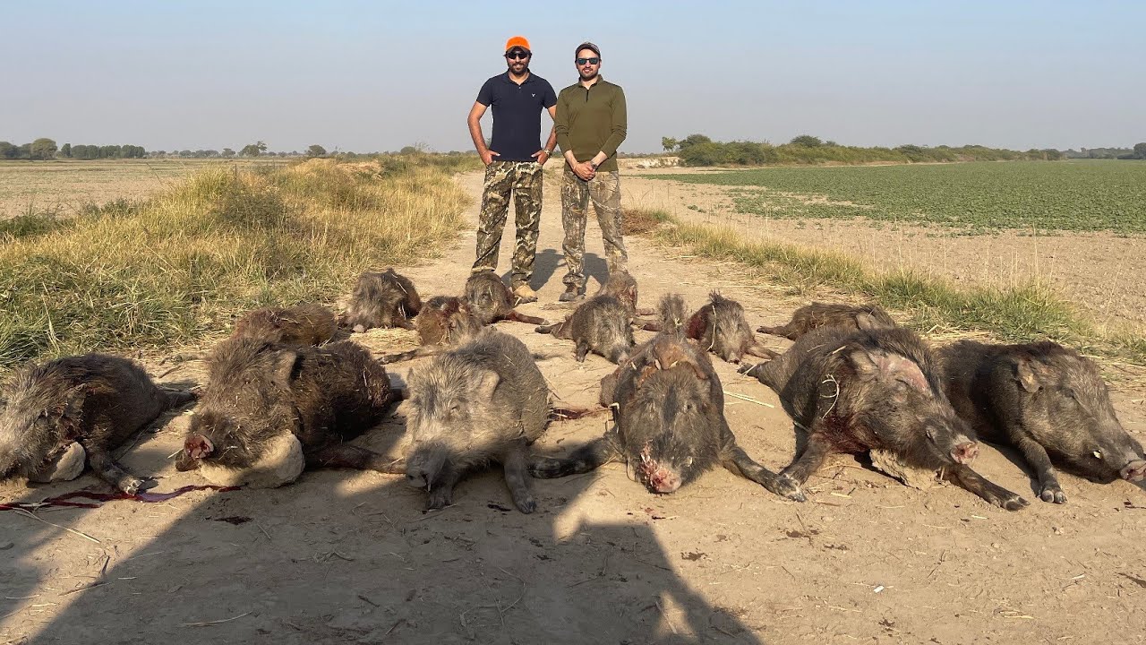 Wild boar hunt in Sindh Valley Safari
