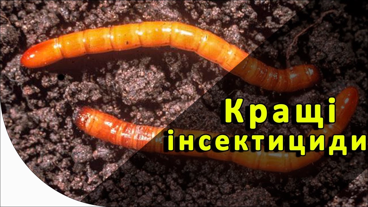 Топ 5 інсектицидних протруювачів