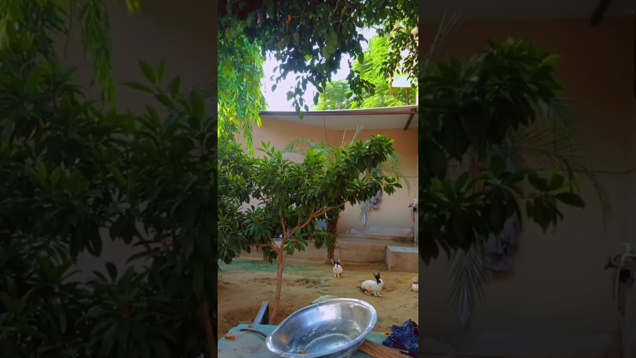 rabbit running in the park || funny videos || #trending #rabbit #yt #shorts #park #funny #cute #run