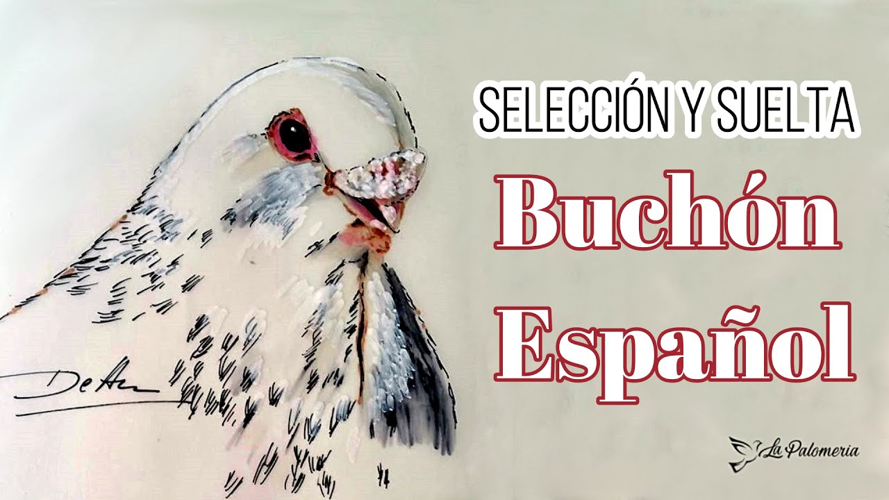 Palomo Buchón Español su selección y suelta