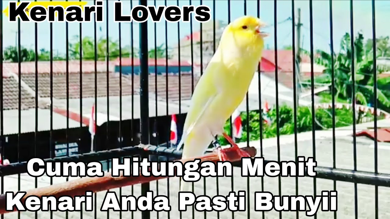 TERAPI PALING AMPUH|Suara Burung Kenari Muda Gacor Parah Memanggil Lawan