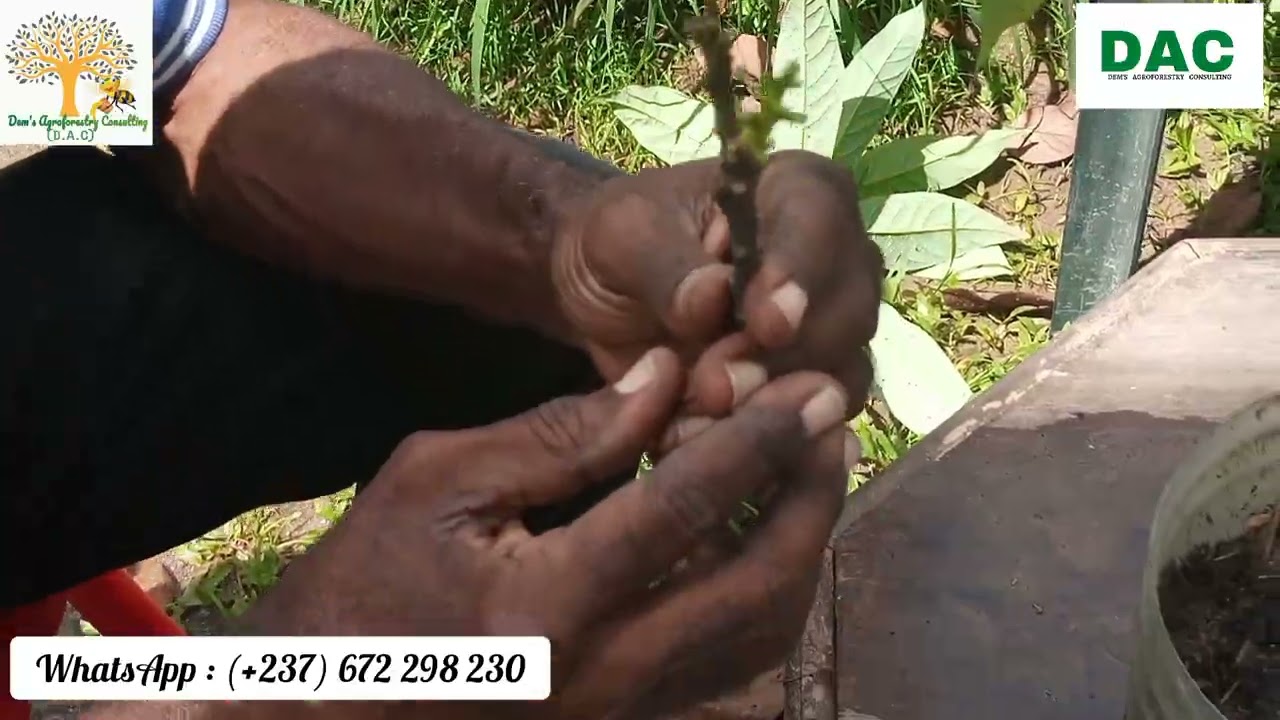 Greffage des avocatiers de A à Z