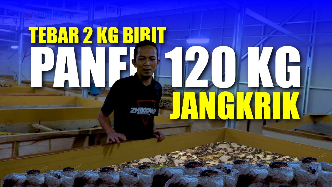 Ternak Jangkrik Panen Tiap Minggu || Cara Budidaya dan Hitungan Keuntungannya ‼️