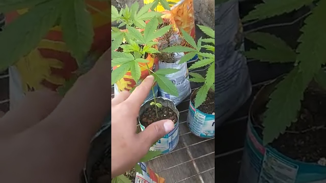 c&oacute;mo identificar la planta hembra del macho de una planta de cannabis antes que muestre el sexo